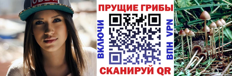 Галлюциногенные грибы Psilocybine cubensis  Новопавловск 